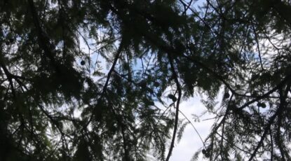 Kenilworth Aquatic Gardens through the Trees