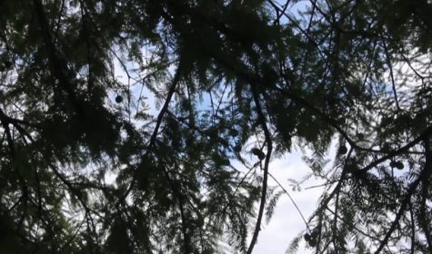 Kenilworth Aquatic Gardens through the Trees