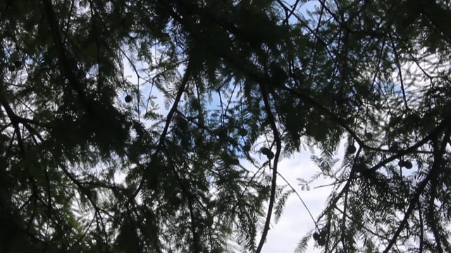 Kenilworth Aquatic Gardens through the Trees